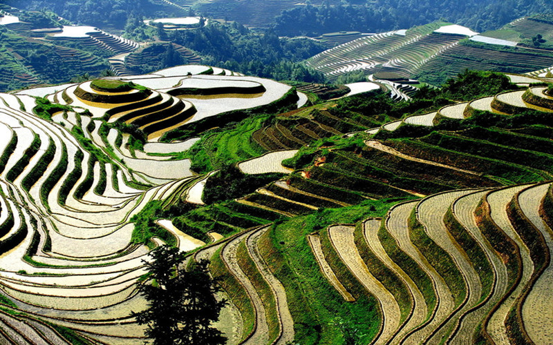 Pinan Village Terrace field.jpg