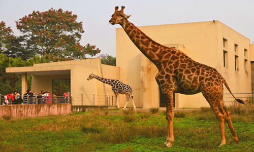 Chqongqing Zoo.jpg