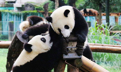 Chongqing Zoo.jpg