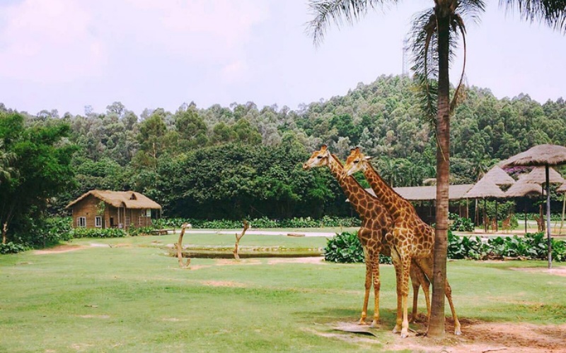 Chimelong Safari Park 2.jpg