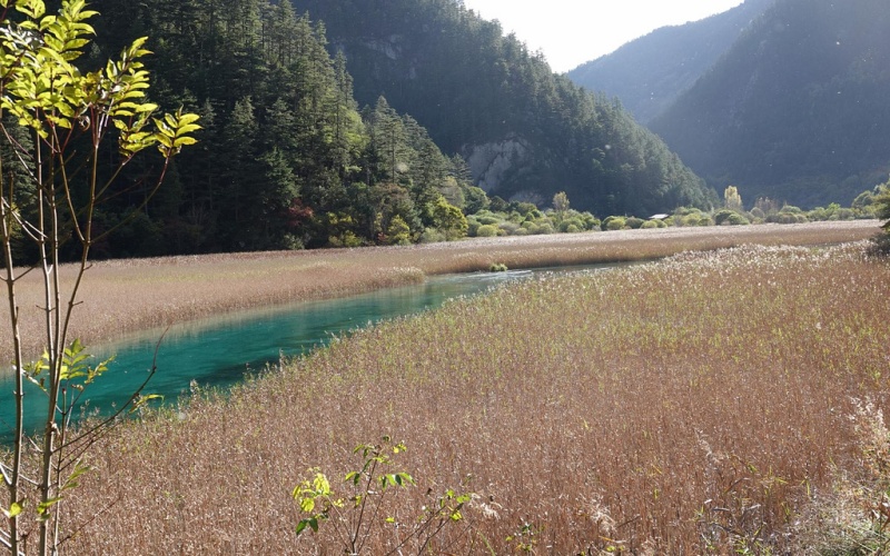 Reed Sea in Jiuzhaigou.jpg