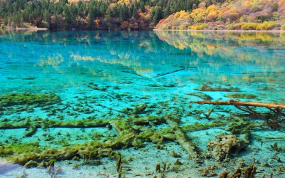 Five flower sea.jpg