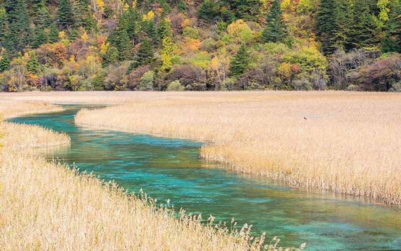 Reed Sea.jpg