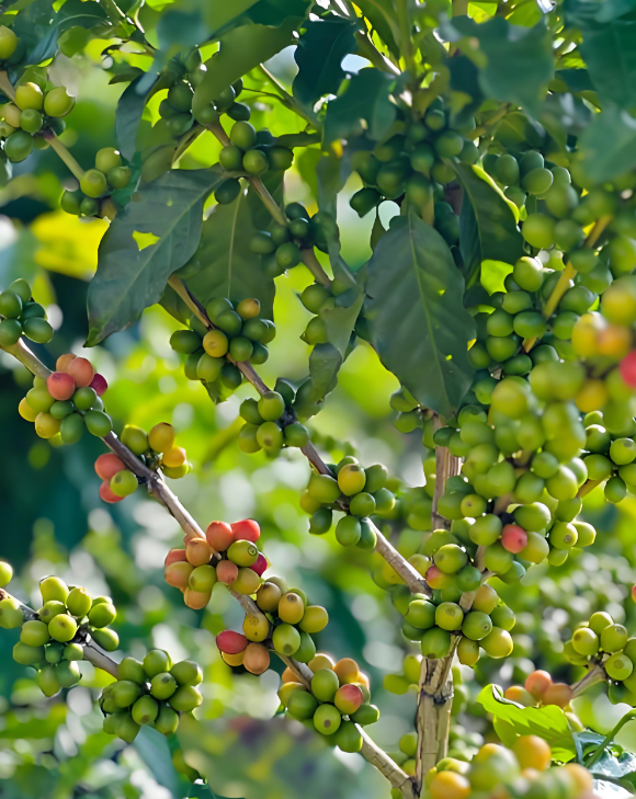 西双版纳小粒咖啡.png 西双版纳小粒咖啡.png