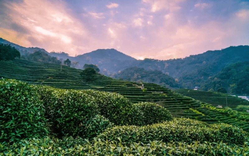 Yunnan Puer Tea