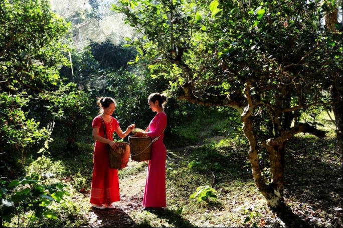 Puer Jingmai Ancient Tea Garden