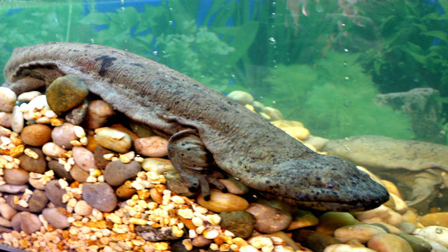 Zhangjiajie Giant Salamander National Nature Reserve in Hunan Province has been included in the world-class list