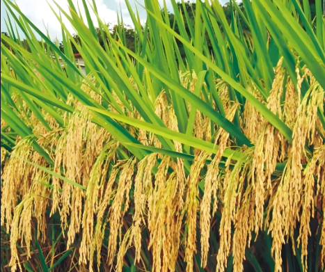 Hybrid Rice
