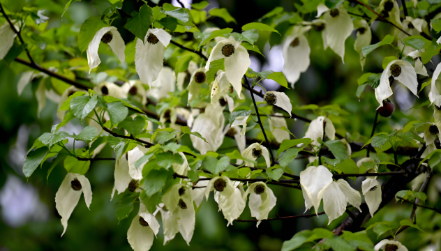 Davidia involucrata Baill 