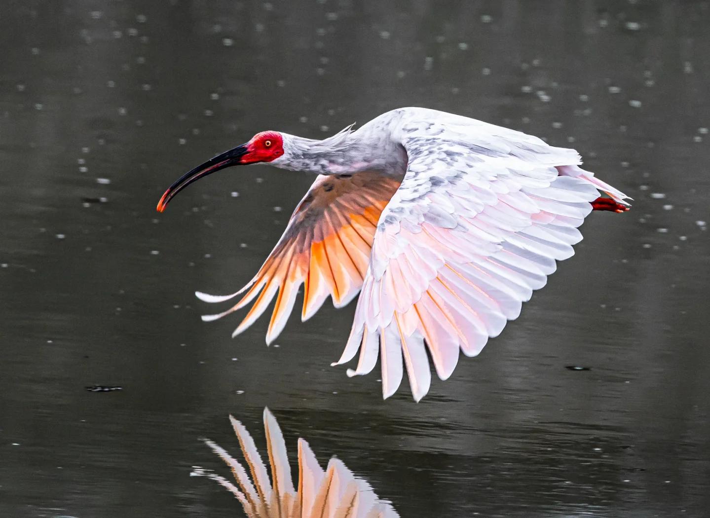 The Crested Ibis