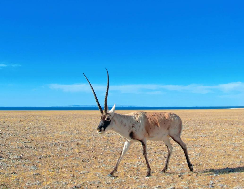 The Tibetan Antelope 