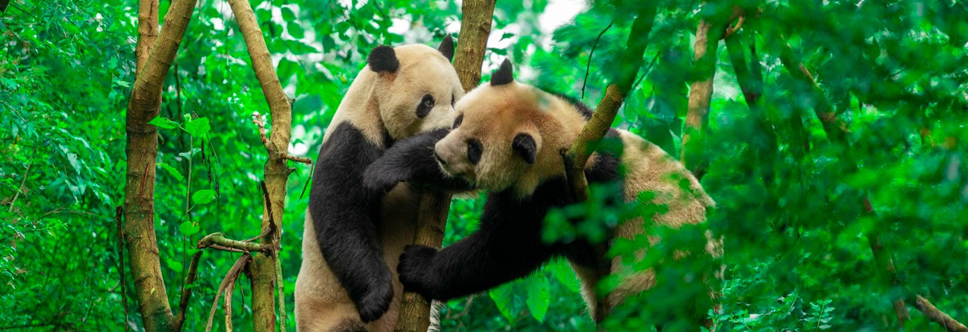 Sichuan Tours